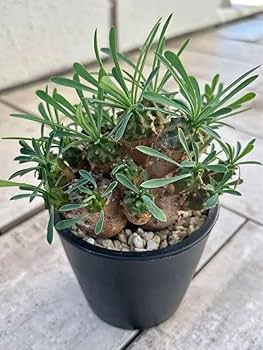 ユーフォルビア 峨眉山 鉢ごと　群生　ガビザン 園芸ネット本店｜ユーフォルビア：峨眉山（ガビザン）2.5号鉢植え の